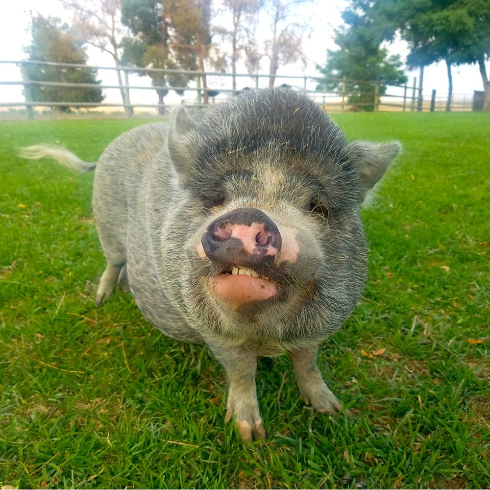 Ariat vest - help with Hamlet’s Vet Bill